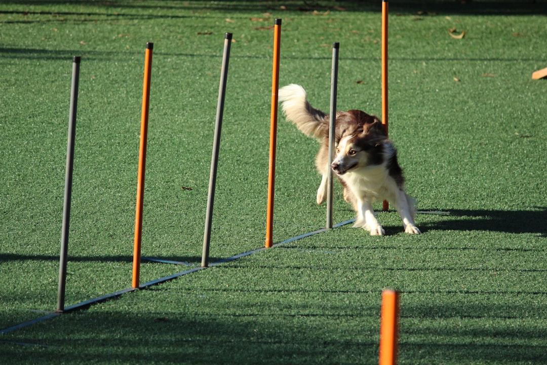 Training Success with Dogtra: The Key to Effective Dog Obedience